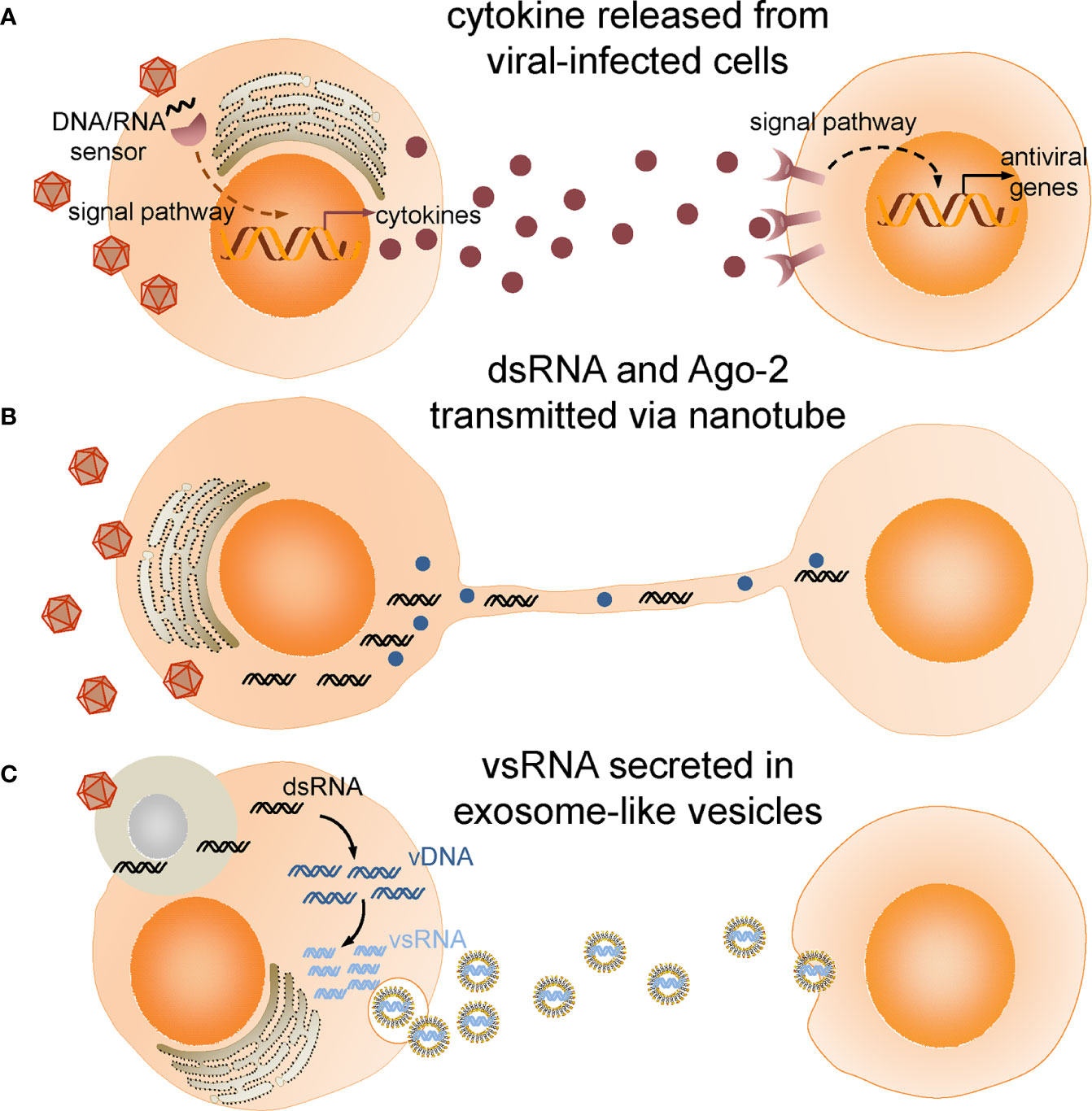 Intracellular infection by symbiotic bacteria requires the mitotic kinase AURORA1