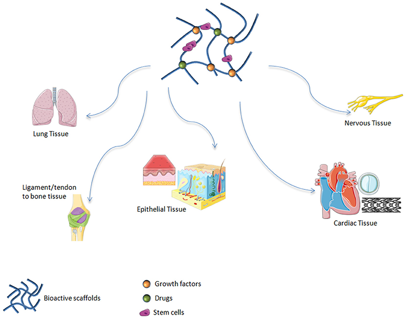 PDF) Biocompatibility of new bioactive resin composite versus