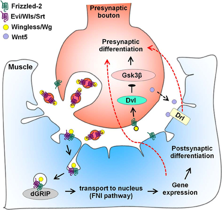 More than being protective: functional roles for TGF-β/activin signaling  pathways at central synapses: Trends in Neurosciences