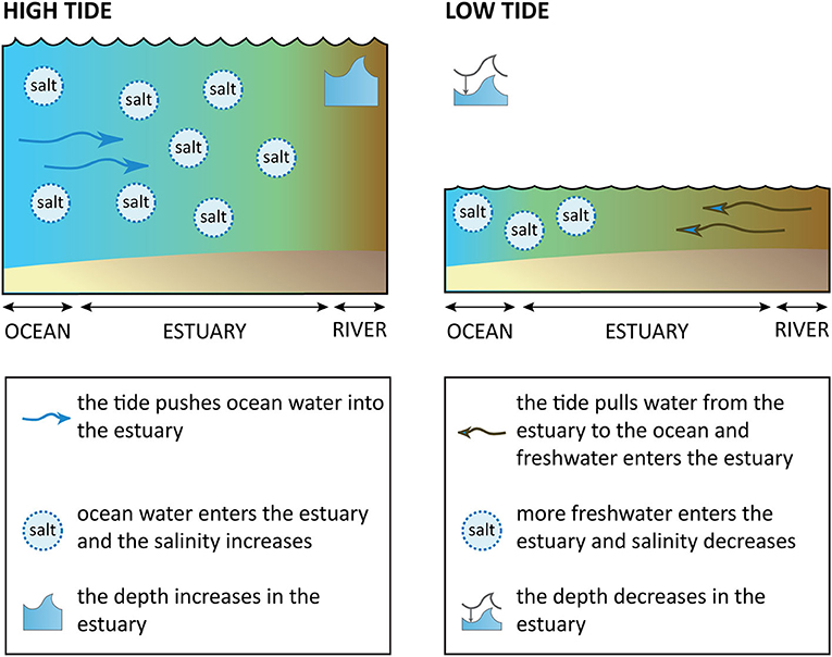 Figure 1 - Estuaries during high tide and low tide.