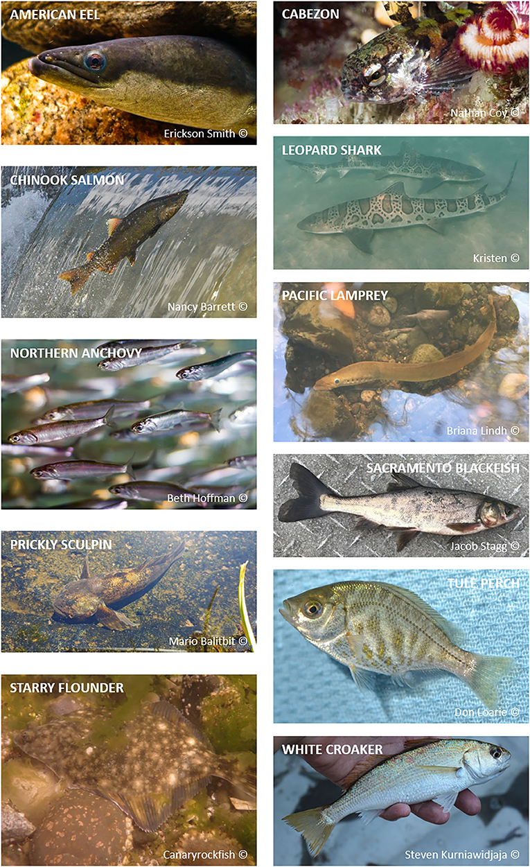 Figure 2 - Examples of fish species that live in the San Francisco Estuary and adjacent ecosystems.
