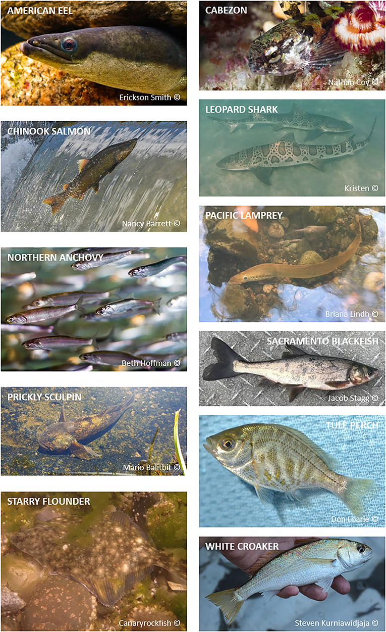 Estuaries, A Happy Place For Fish · Frontiers for Young Minds Estuaries, A Happy Place For Fish · Frontiers for Young Minds