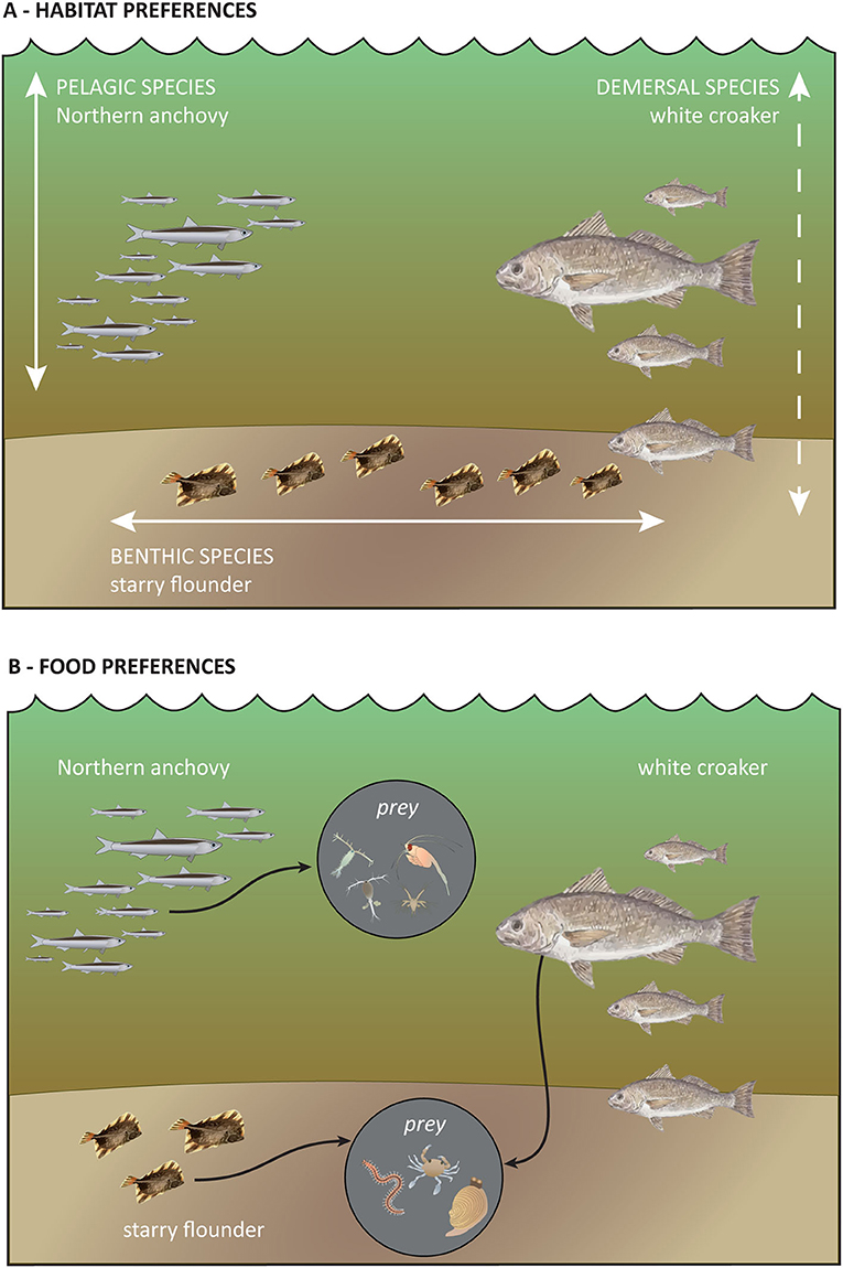 Figure 3 - Ecological niche overlap between three fish species that live in the San Francisco Estuary.