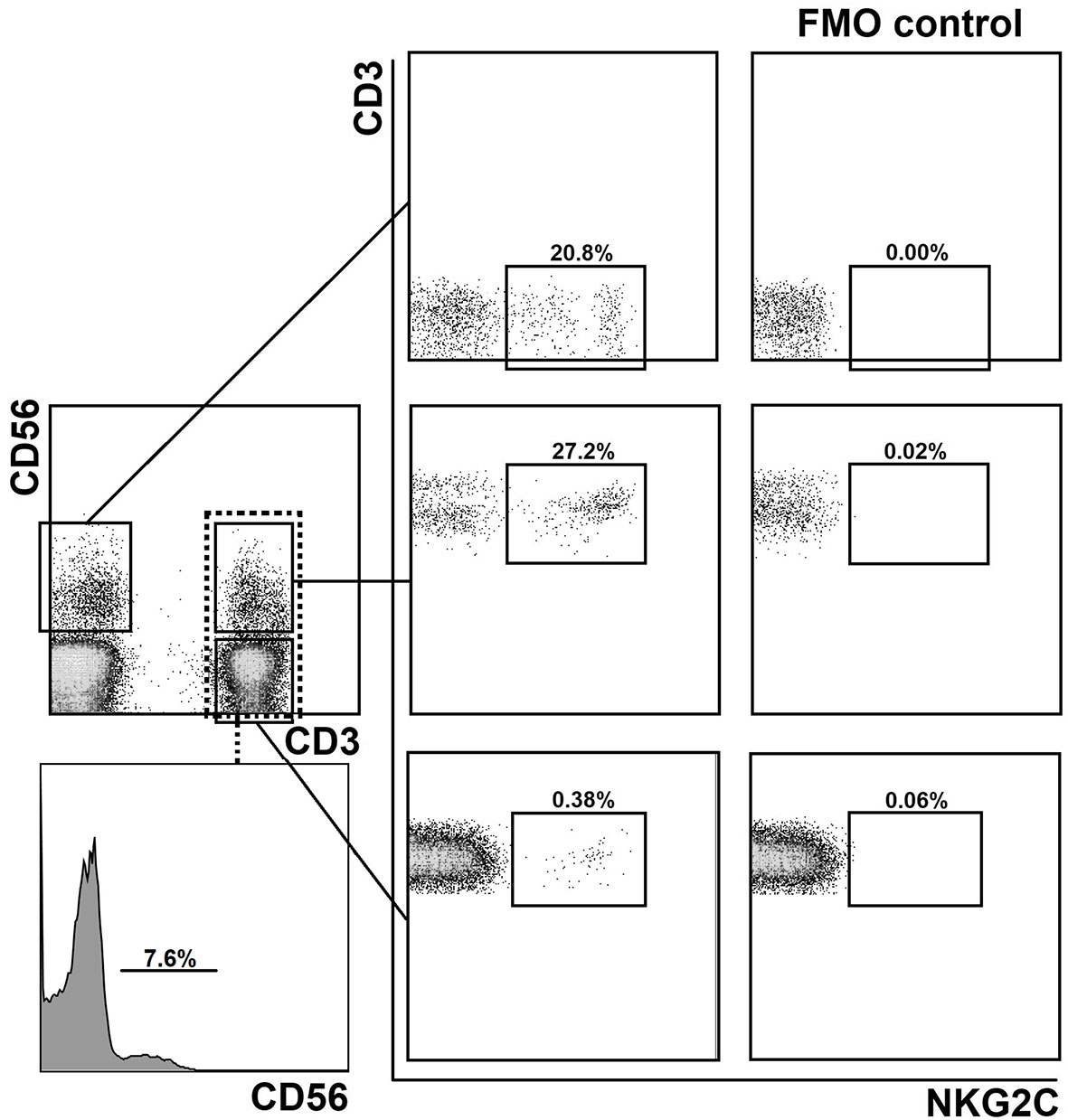 Frontiers | Surface NKG2C Identifies Differentiated αβT-Cell