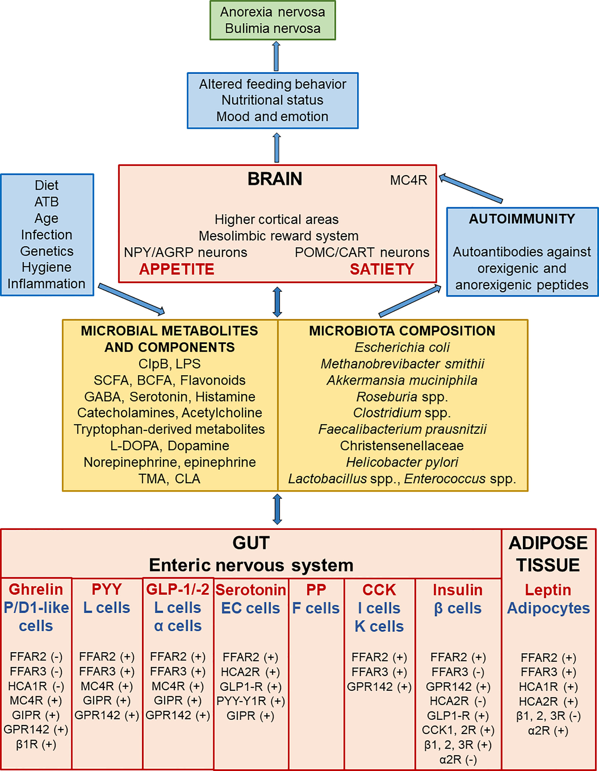 Frontiers | Current Aspects Of The Role Of Autoantibodies Directed Against  Appetite-Regulating Hormones And The Gut Microbiome In Eating Disorders