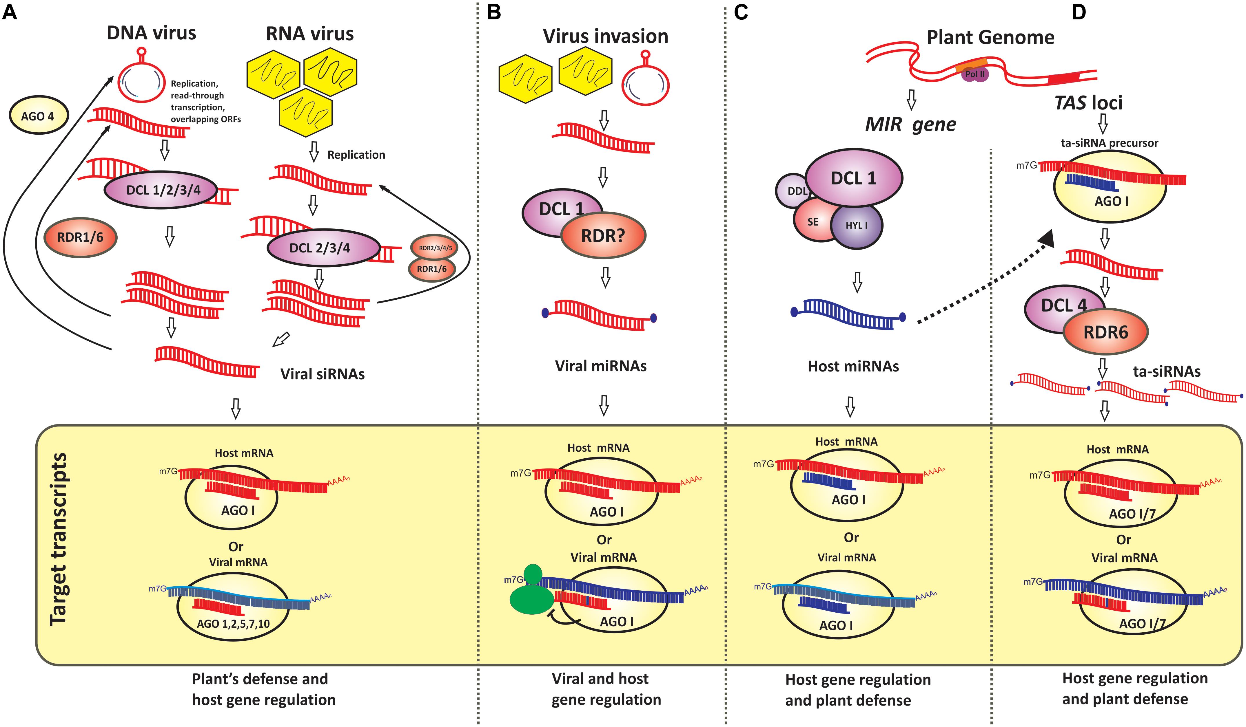 Frontiers Virus And Viroid Derived Small Rnas As Modulators Of Host Gene Expression Molecular Insights Into Pathogenesis Microbiology