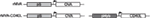 www.frontiersin.org