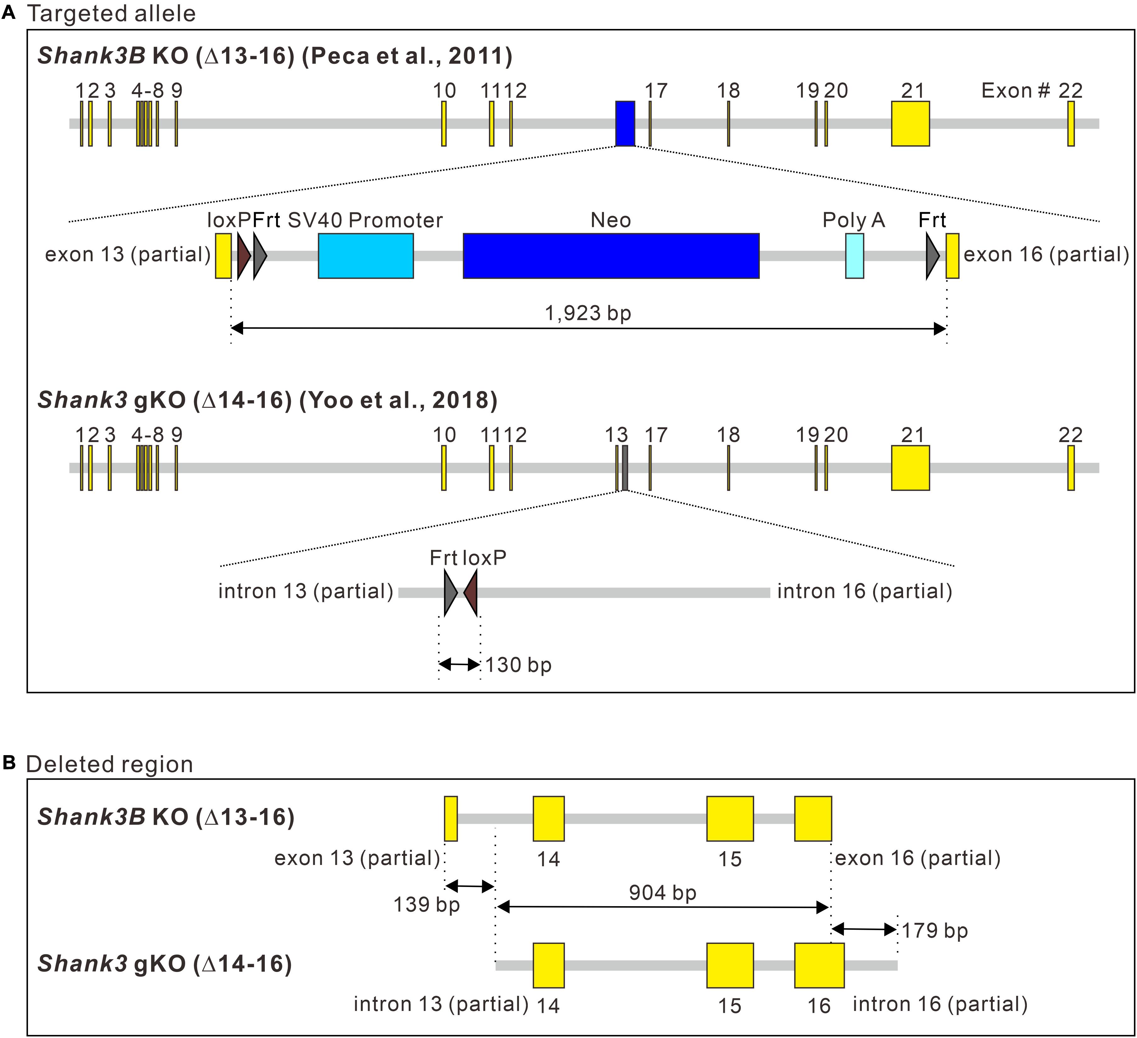 Excision of the loxP-flanked neomycin cassette. (A) The