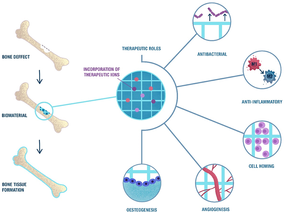 Frontiers  Biological Roles and Delivery Strategies for Ions to Promote  Osteogenic Induction