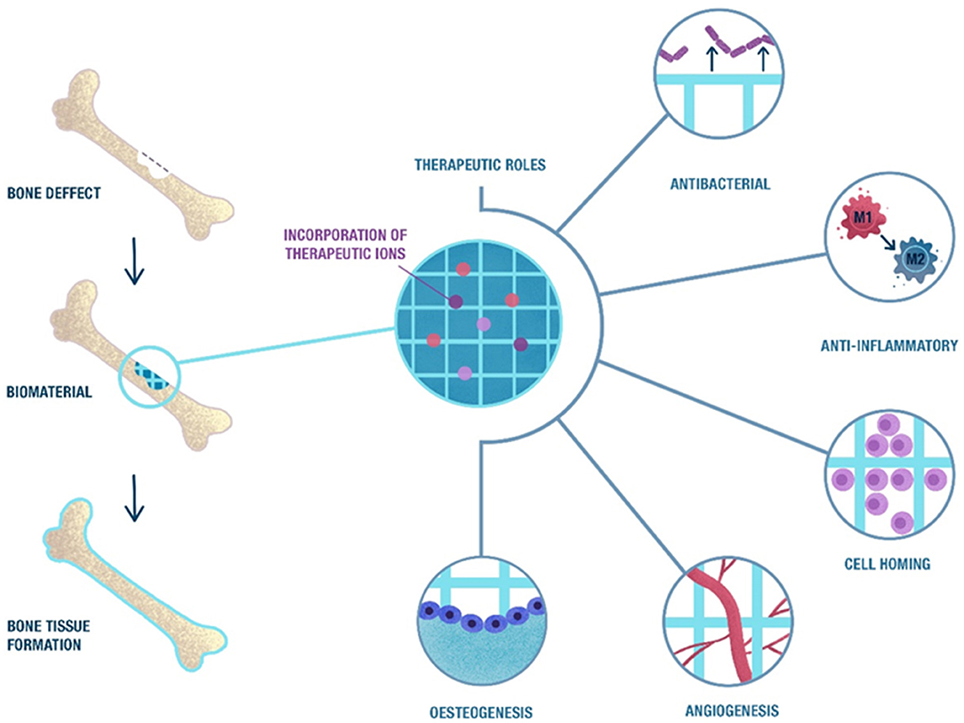 Full article: Multi-drug delivery and osteogenic performance of  β-tricalcium phosphate/alginate composite microspheres