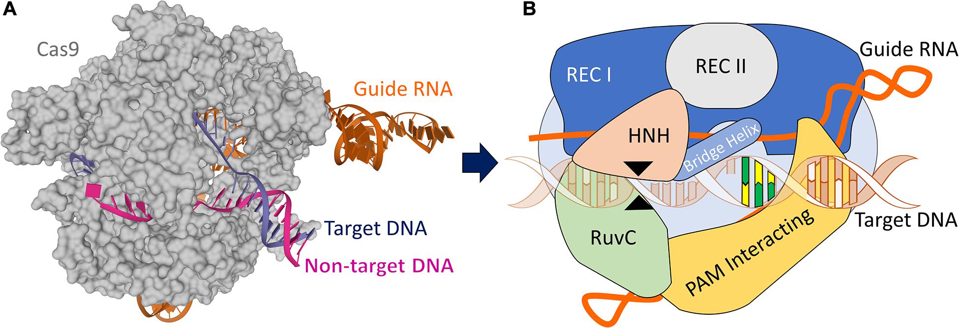 The CRISPR-Cas12a Platform for Accurate Genome Editing, Gene Disruption,  and Efficient Transgene Integration in Human Immune Cells