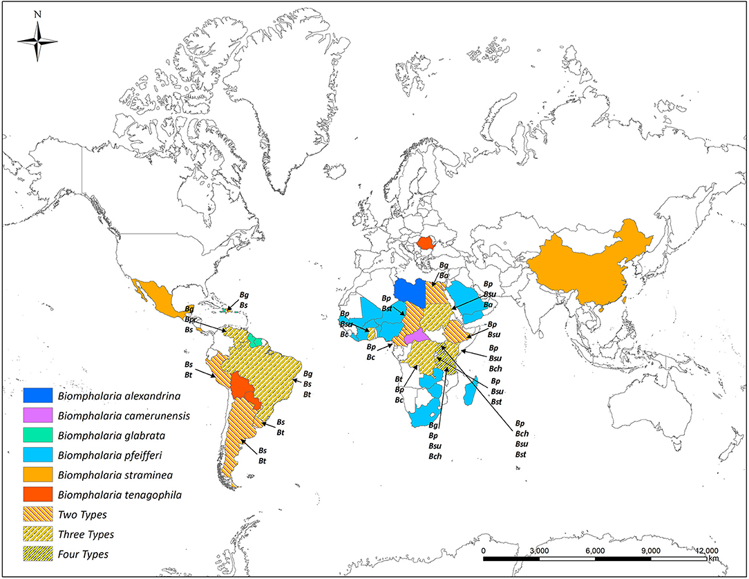 schistosomiasis guatemala