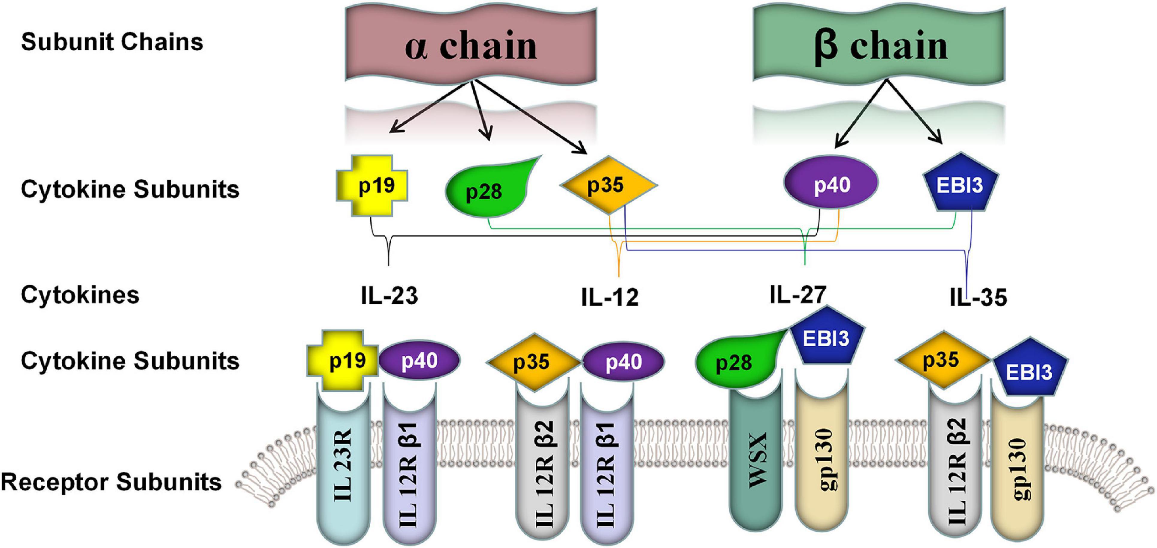 Frontiers Il 35 A Novel Immunomodulator In Hepatitis B Virus Related Liver Diseases Cell And Developmental Biology