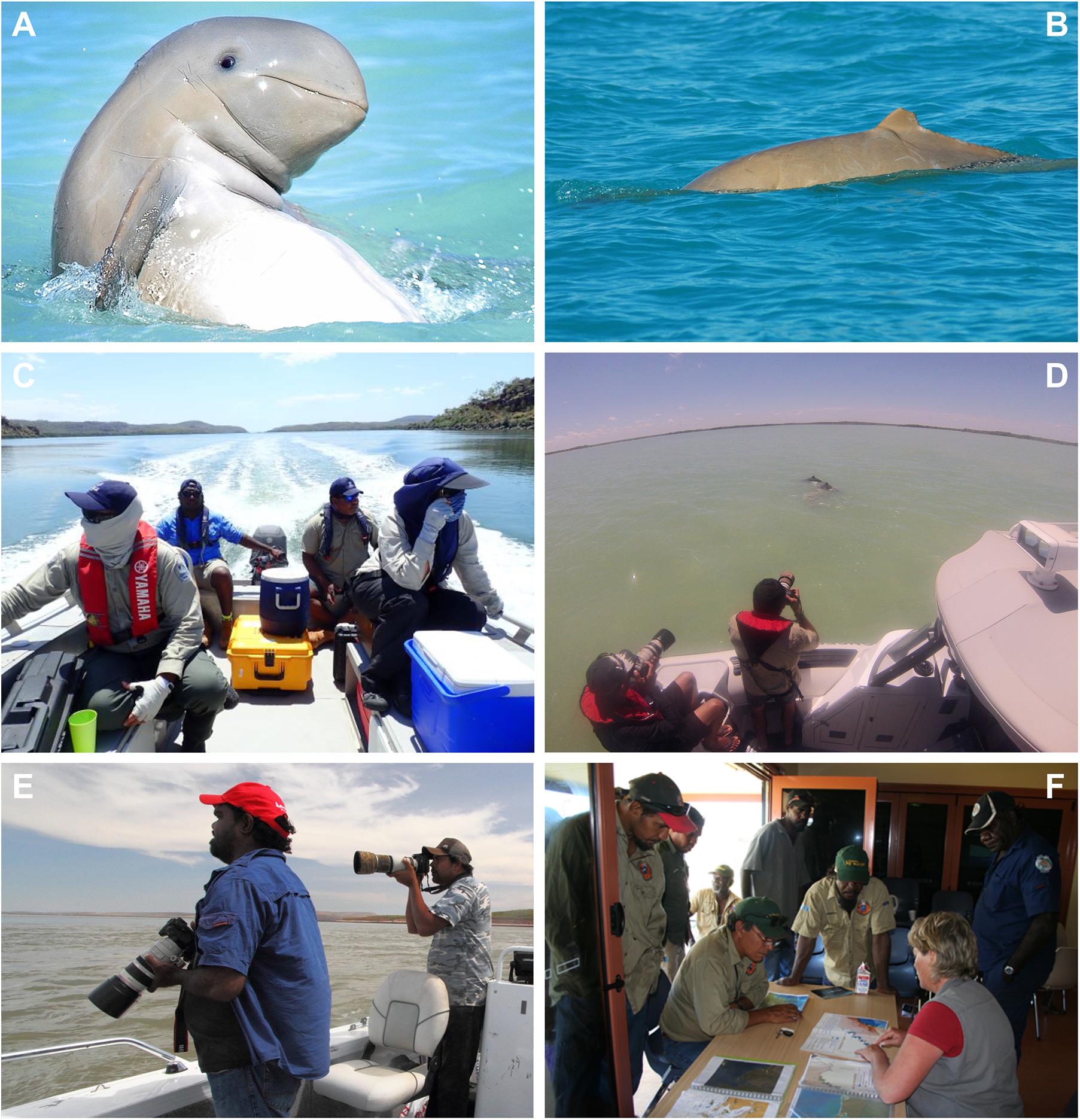Frontiers Regional Assessment of the Conservation Status of Snubfin Dolphins (Orcaella heinsohni) in the Kimberley Region, Western Australia