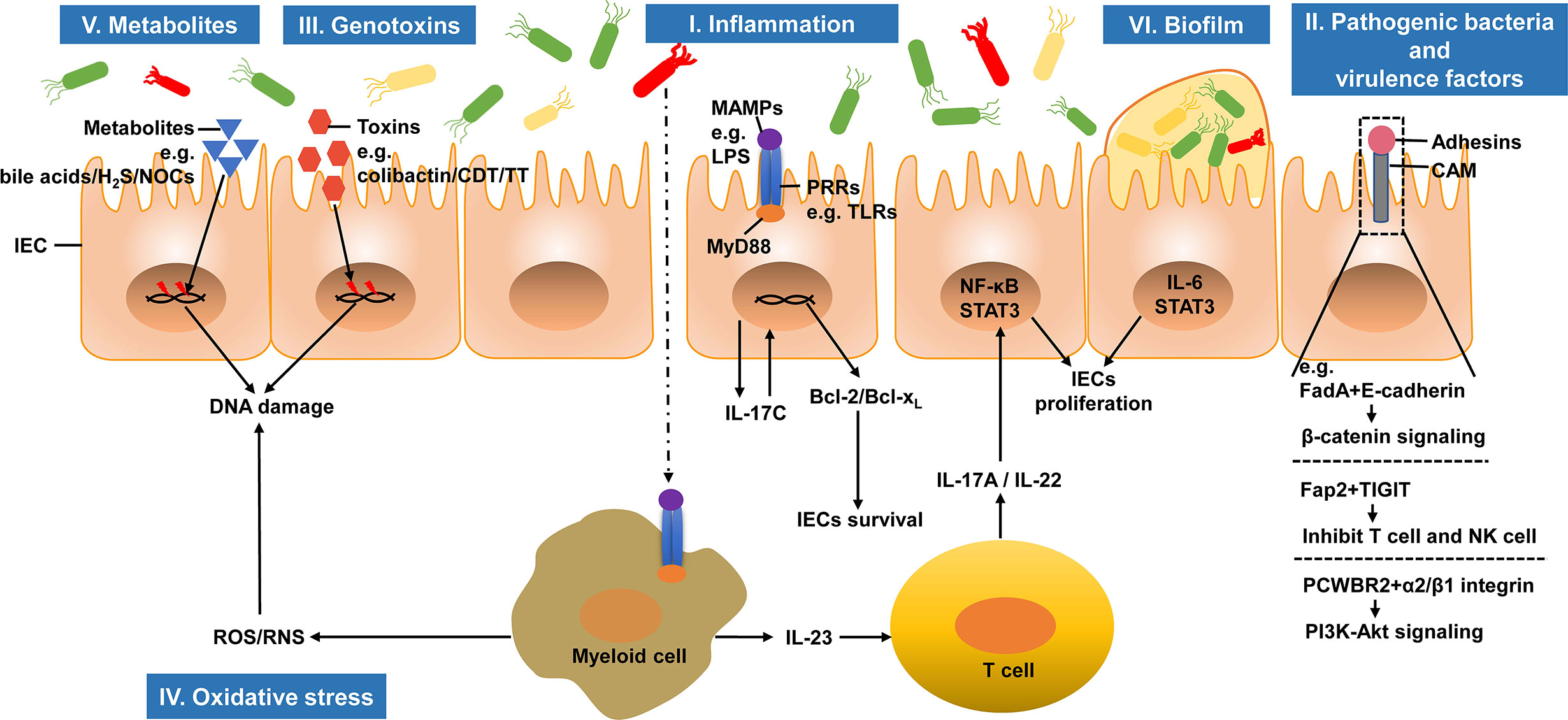 Frontiers The Intestinal Microbiota And Colorectal Cancer