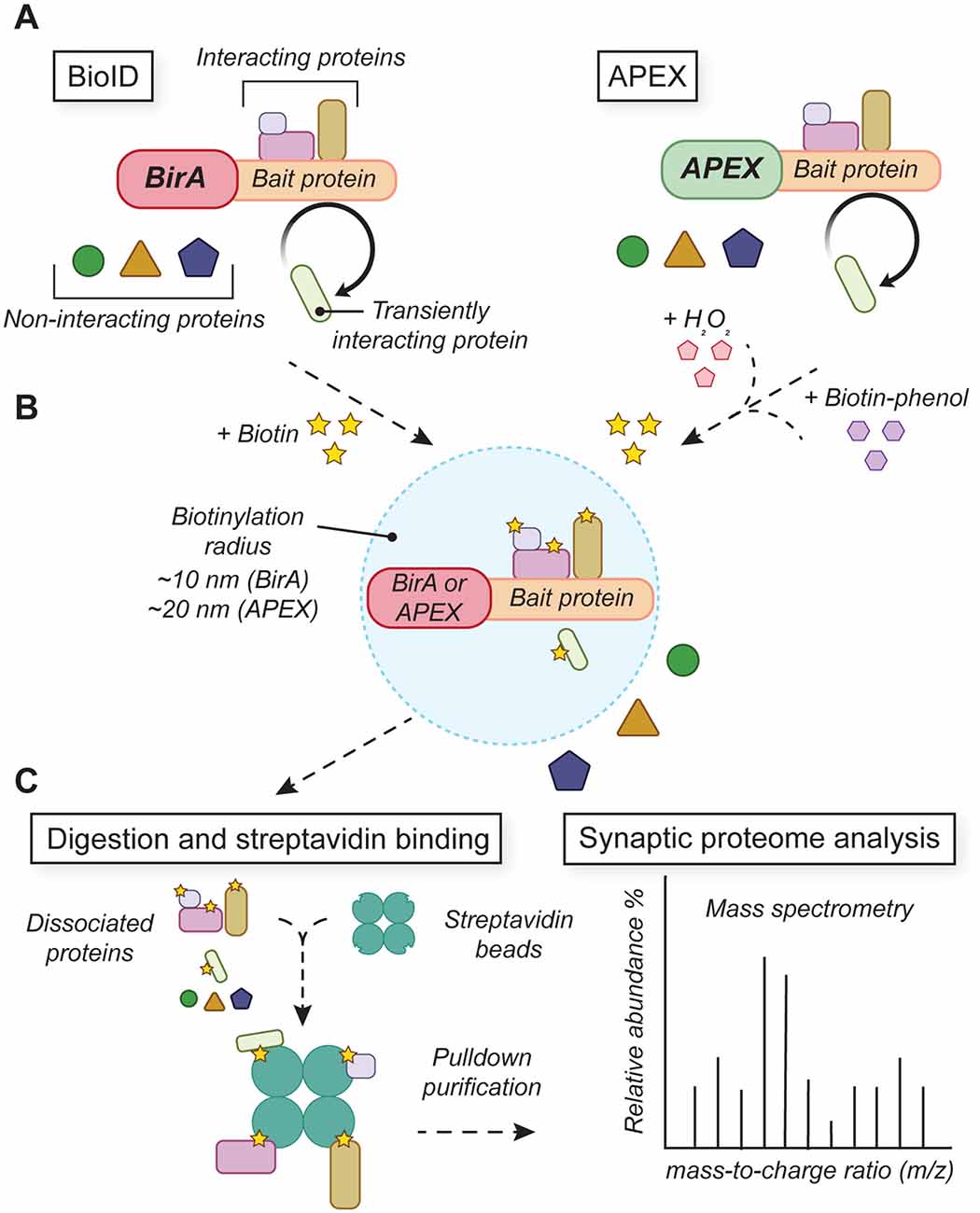 Synapse type-specific proteomic dissection identifies IgSF8 as a