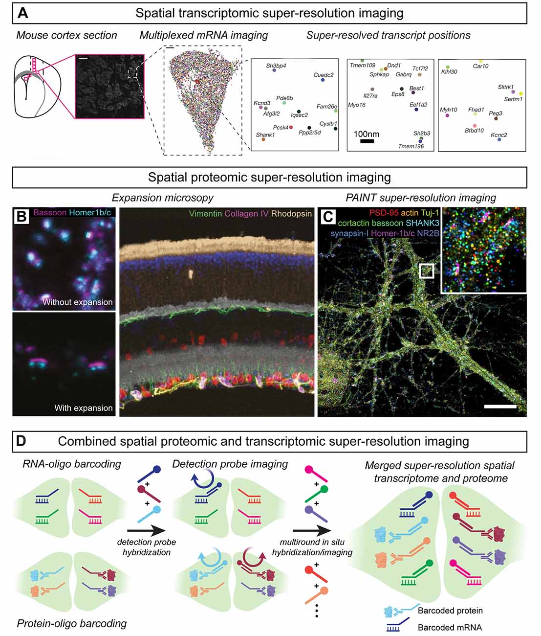 Synapse type-specific proteomic dissection identifies IgSF8 as a