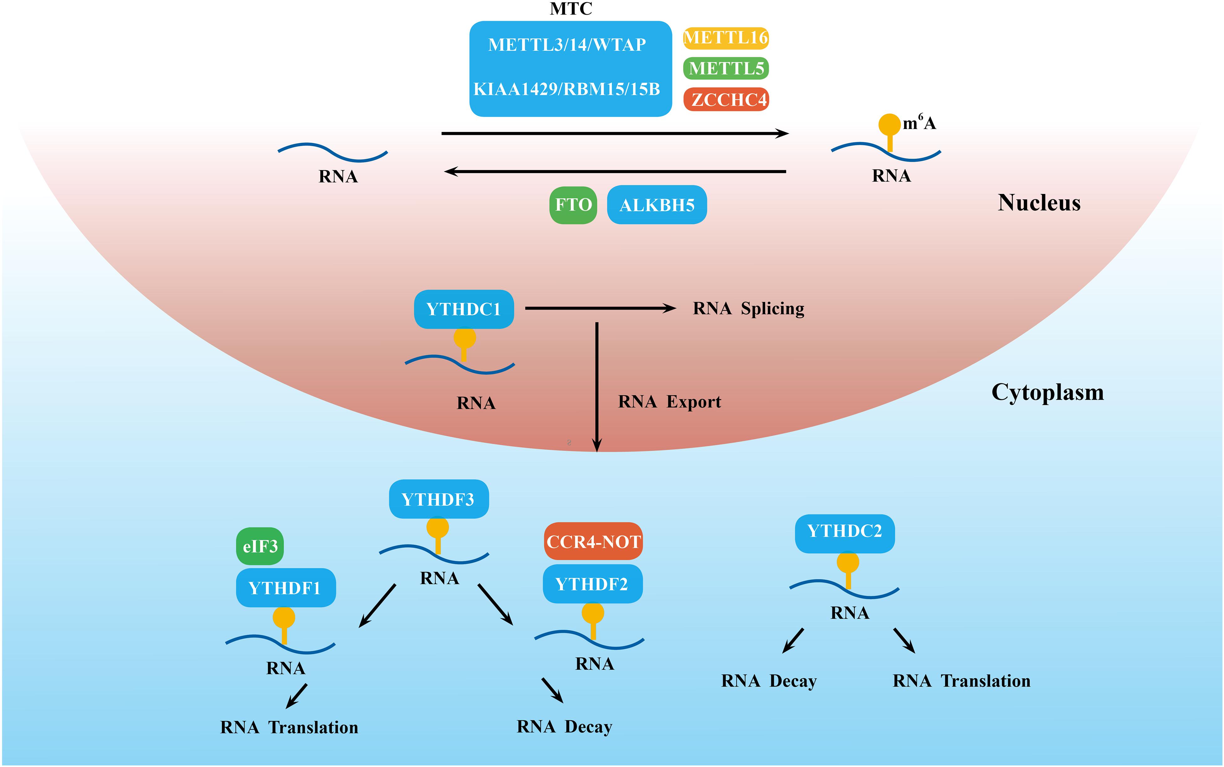 Frontiers The Complex Roles And Therapeutic Implications Of M6a Modifications In Breast Cancer Cell And Developmental Biology