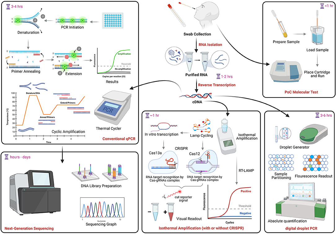 Electronic Nose Development and Preliminary Human Breath Testing for Rapid,  Non-Invasive COVID-19 Detection