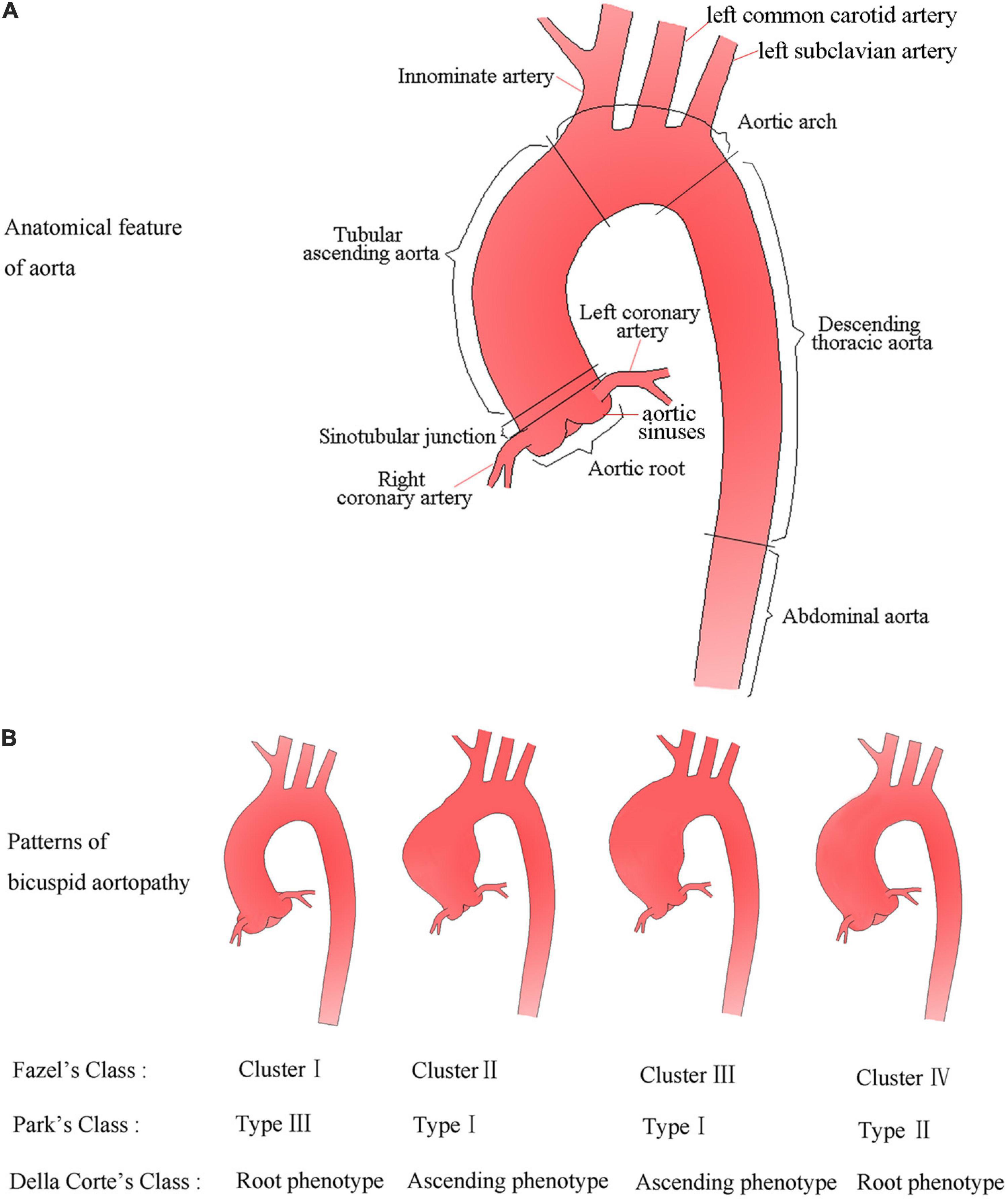 aortic root anatomy