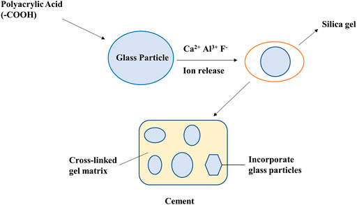 Frontiers  Adhesion of Teeth