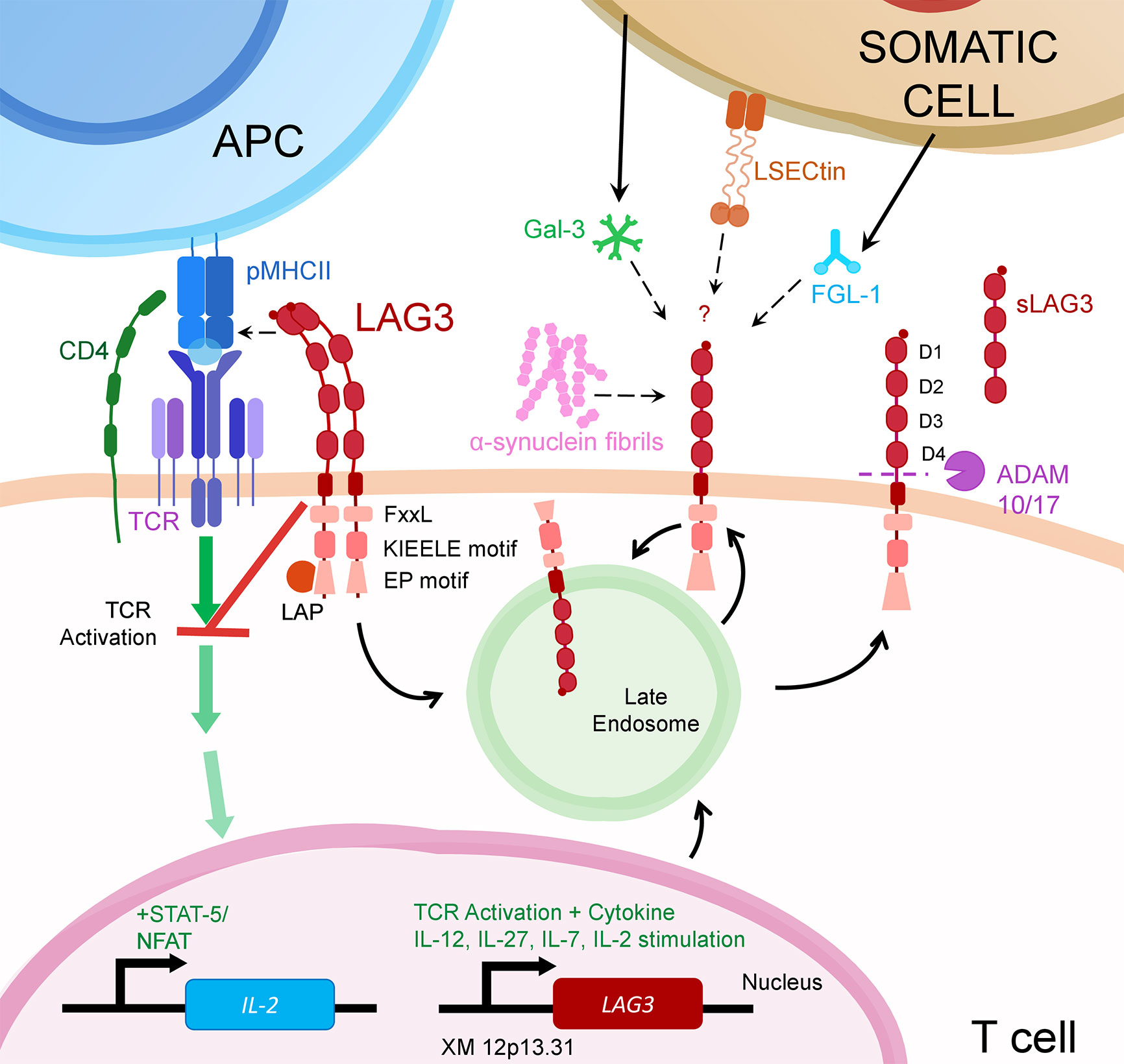 Frontiers | LAG3\u2019s Enigmatic Mechanism of Action | Immunology
