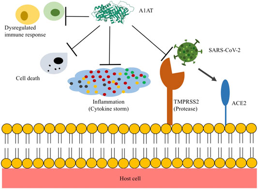 Alpha 1 Antitrypsin is an Inhibitor of the SARS-CoV-2–Priming