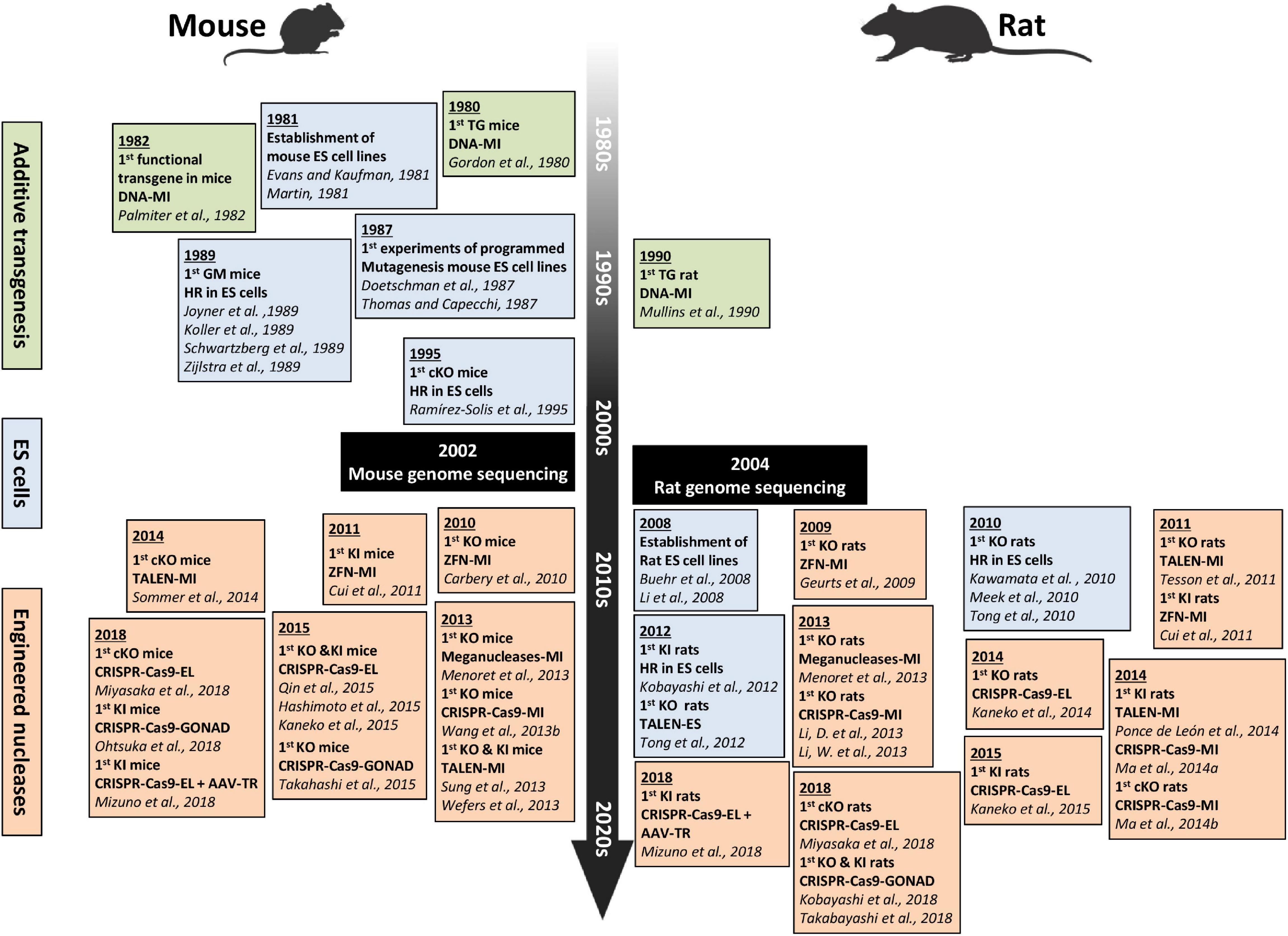 Frontiers Advances in Genome Editing and Application to the Generation of Genetically Modified Rat Models pic photo