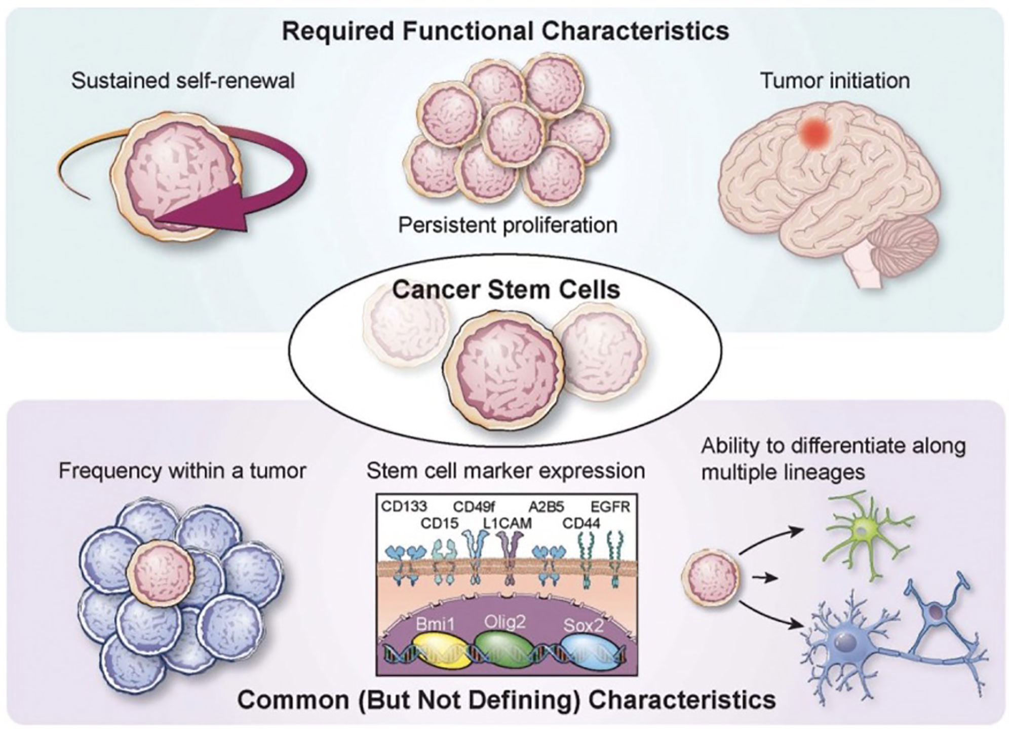 Frontiers | Glioma Stem Cells as Immunotherapeutic Targets ...