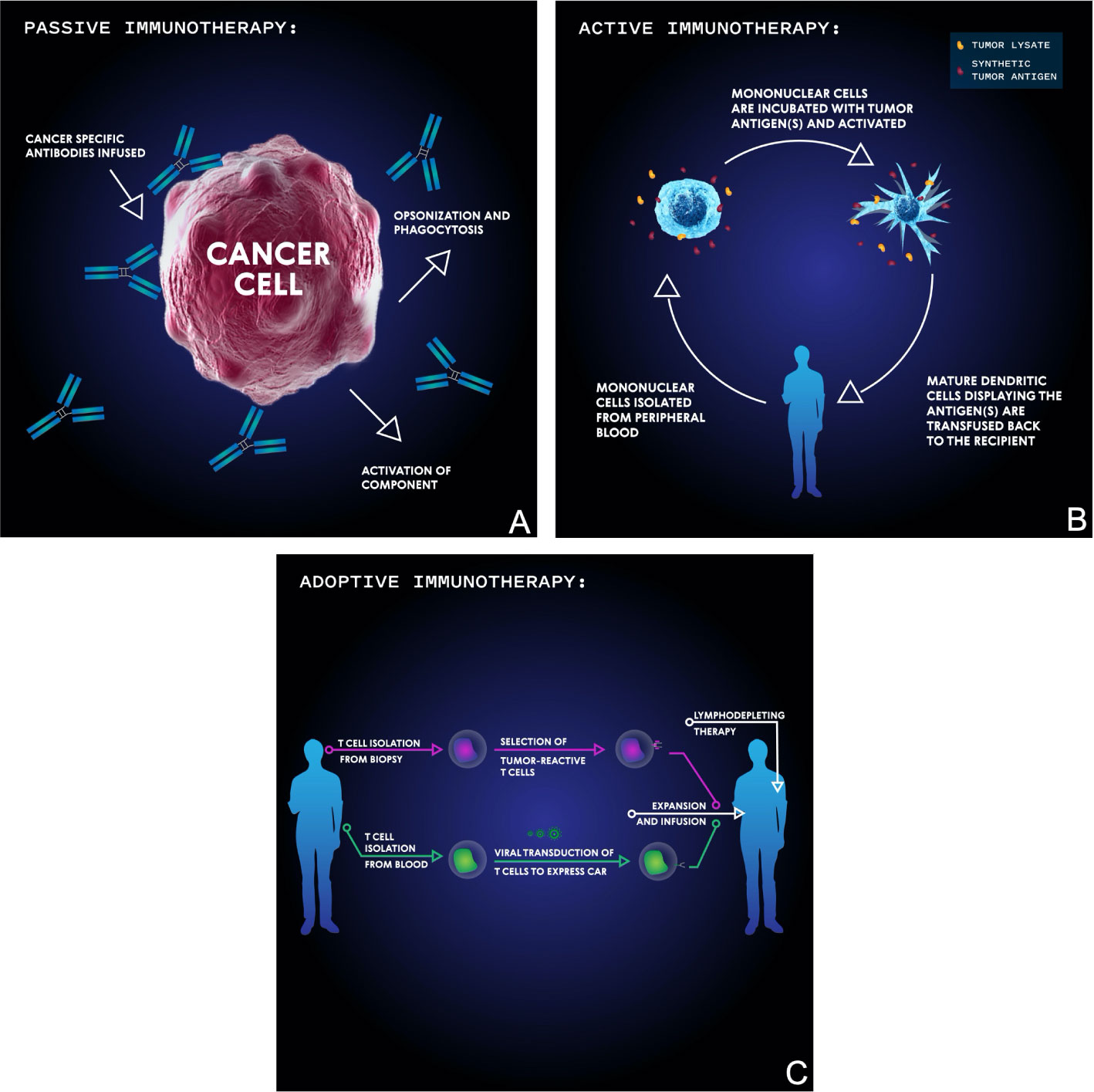 Иммунотерапия опухолей Нобелевская премия. Пройдет ли вирус