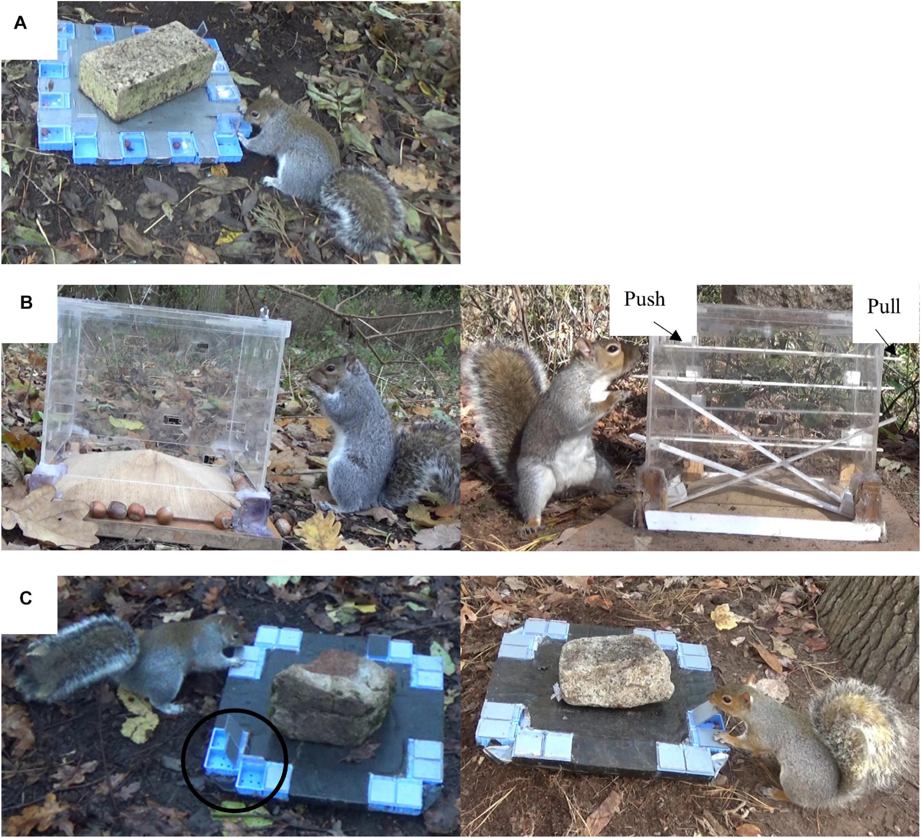 Squirrel Trapping Tips and Techniques