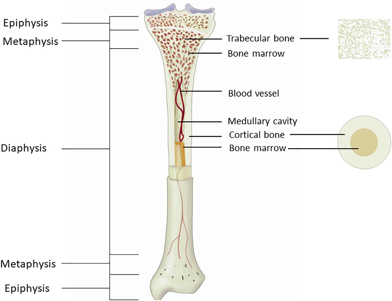 Long bone. Cortical Bone. Long Bones. The structure of the Tubular Bone. Trabecular Bone structure.