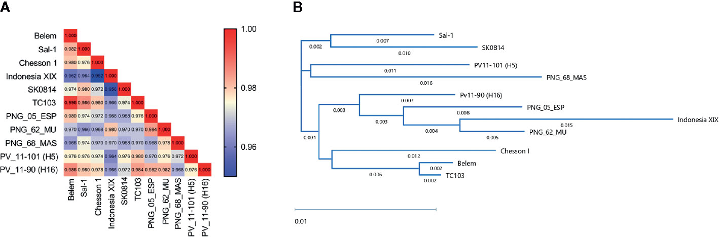 Frontiers Antibodies Against The Plasmodium Vivax Apical Membrane Antigen 1 From The Belem Strain Share Common Epitopes Among Other Worldwide Variants Cellular And Infection Microbiology