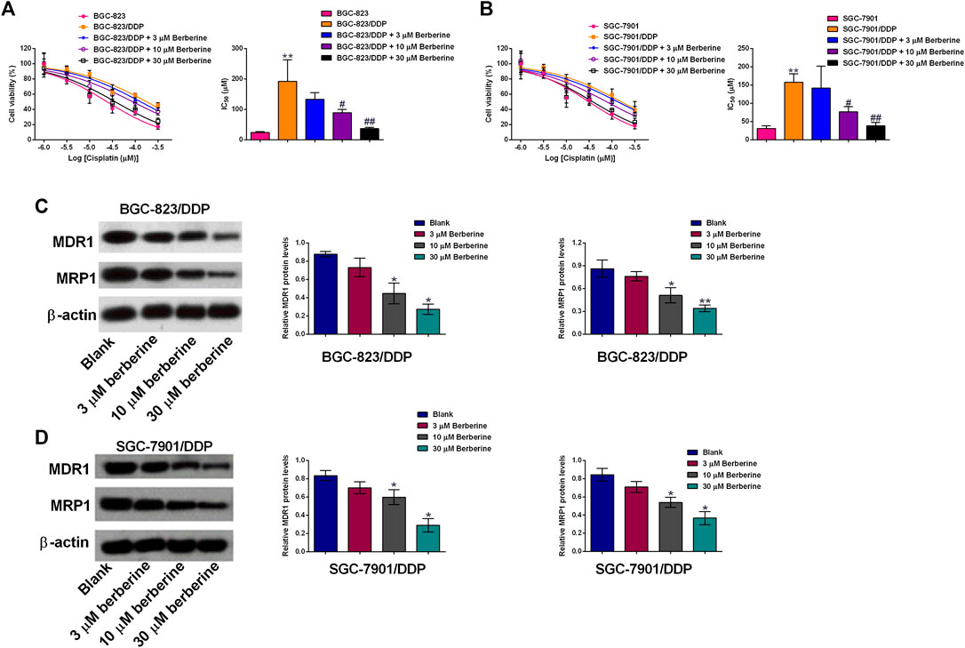Combination treatment of berberine and solid lipid curcumin particles  increased cell death and inhibited PI3K/Akt/mTOR pathway of human cultured  glioblastoma cells more effectively than did individual treatments