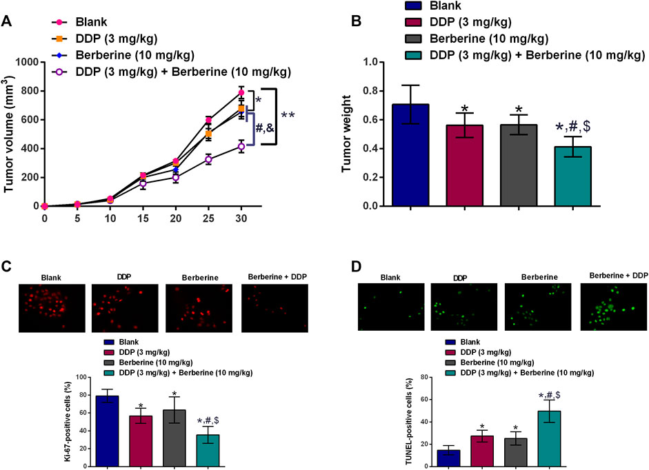 Combination treatment of berberine and solid lipid curcumin particles  increased cell death and inhibited PI3K/Akt/mTOR pathway of human cultured  glioblastoma cells more effectively than did individual treatments