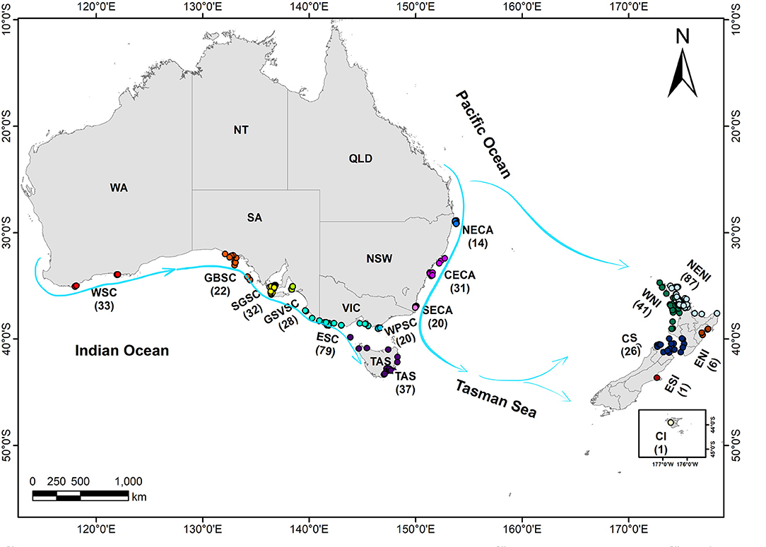 Shark Finning: The Decline of our Marine Ecosystem., by Jordan Ivey