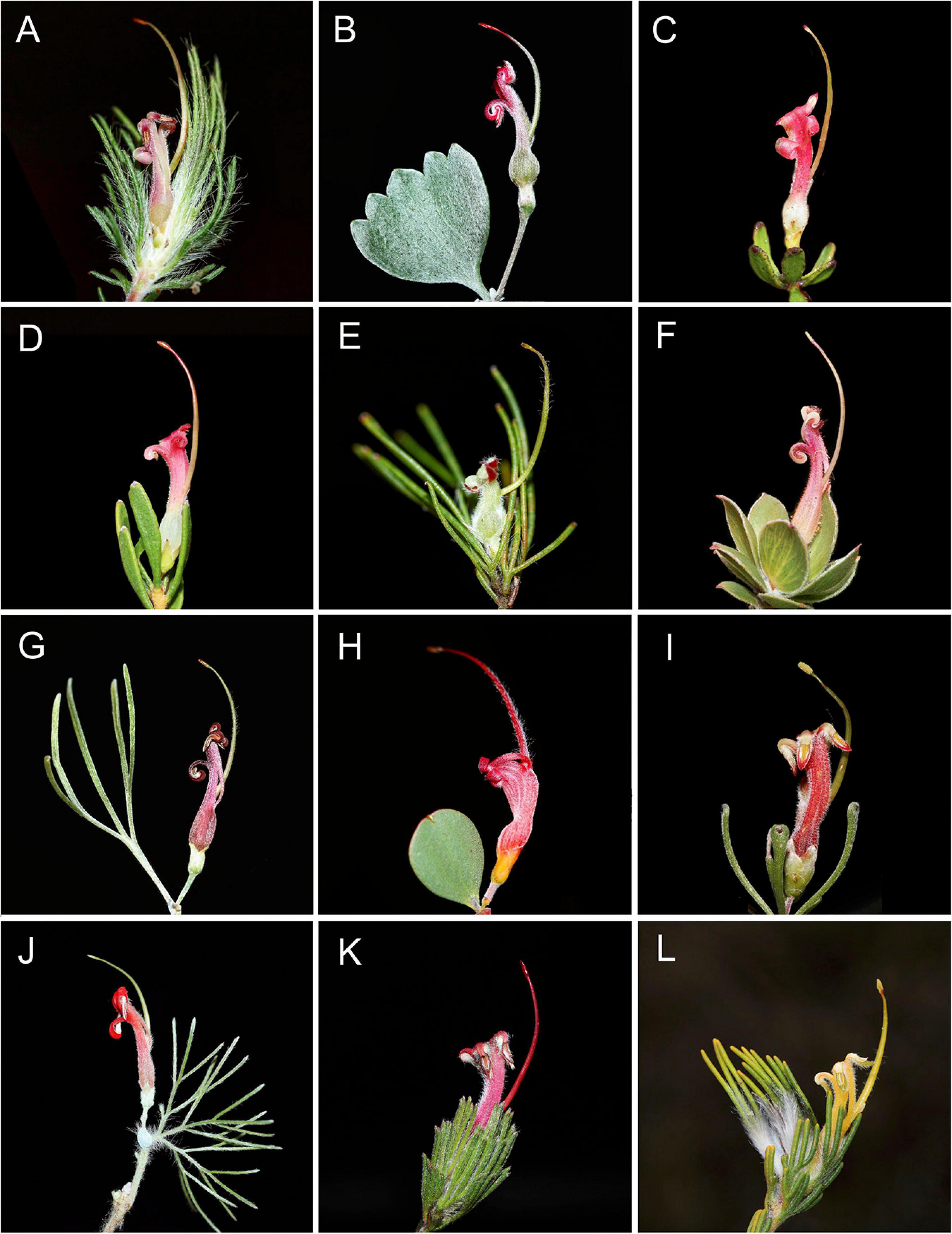 Frontiers Reticulate Evolution Ancient Chloroplast Haplotypes And Rapid Radiation Of The Australian Plant Genus Adenanthos Proteaceae Ecology And Evolution Frontiers Reticulate Evolution Ancient Chloroplast Haplotypes And Rapid Radiation Of The Australian Plant Genus Adenanthos Proteaceae Ecology And Evolution