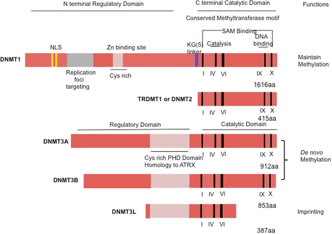 Frontiers | DNA Methyltransferases: A Novel Target for Prevention 