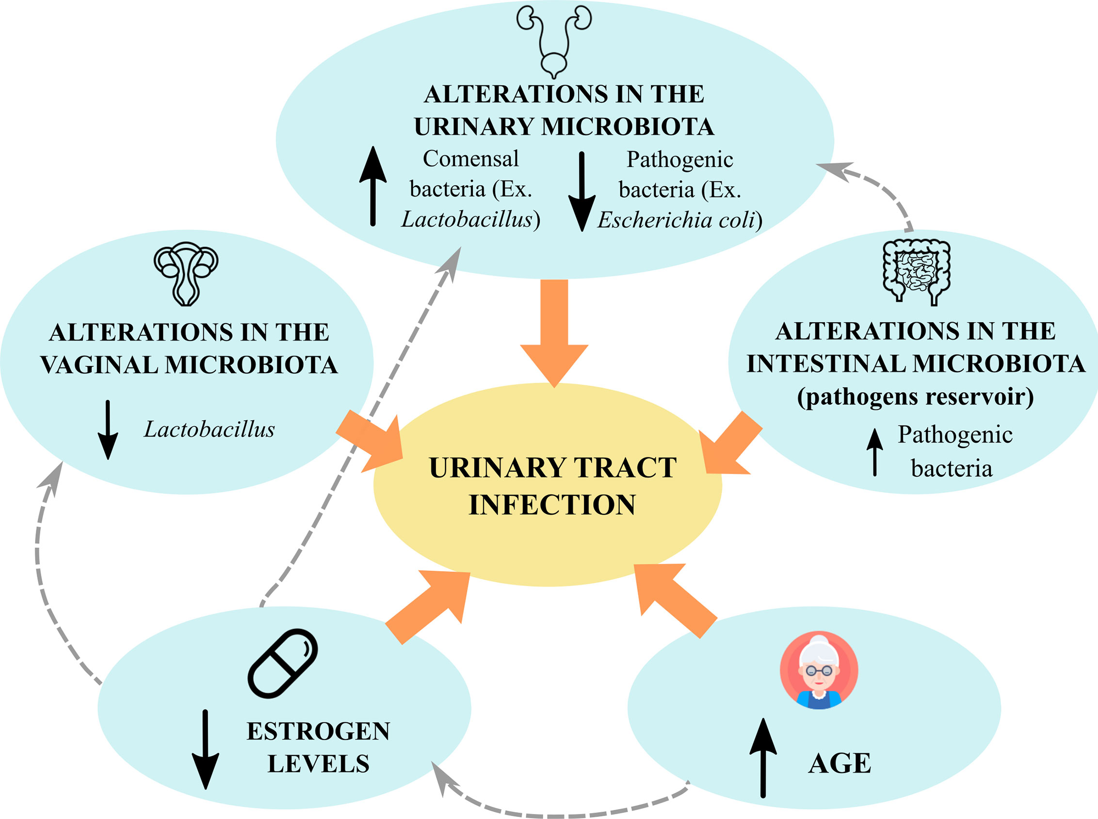 Frontiers | Urinary Microbiome: Yin and Yang of the Urinary Tract