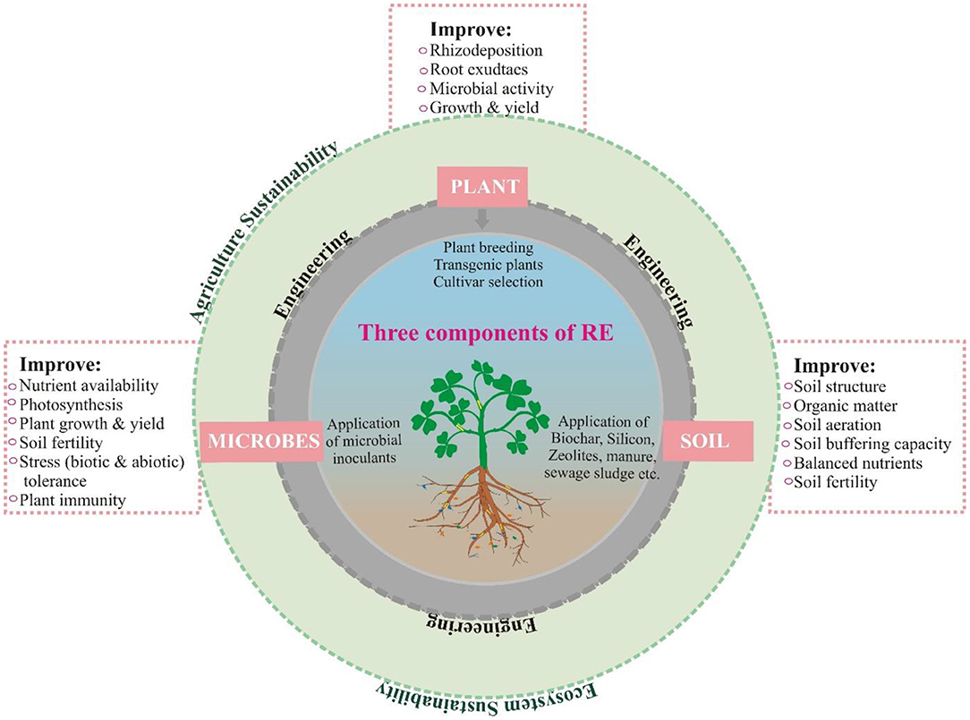 Frontiers Rhizosphere Engineering With Plant Growth Promoting Microorganisms For Agriculture And Ecological Sustainability Sustainable Food Systems