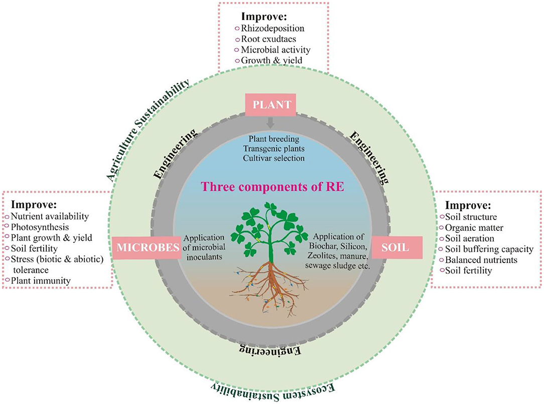 Rhizosphere engineering for soil carbon sequestration: Trends in Plant  Science