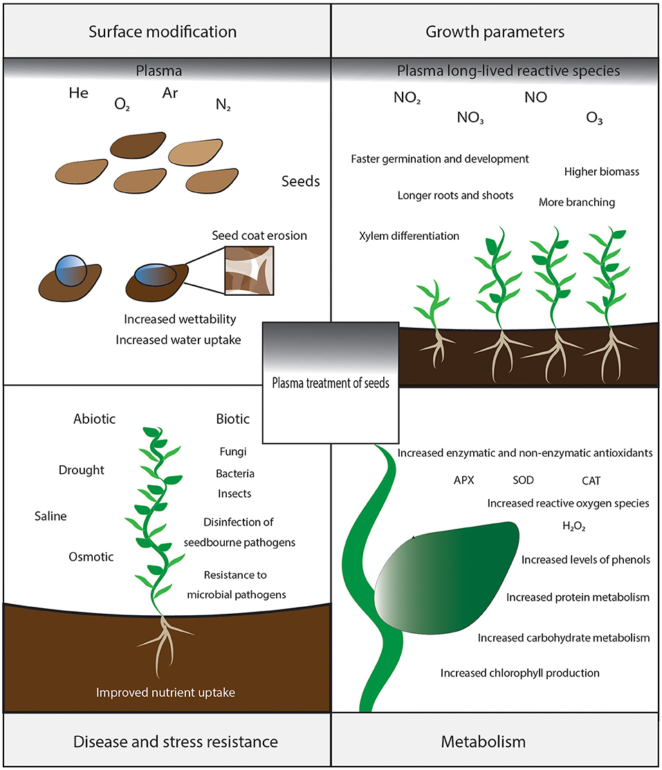 PDF) Effects of the size of sown seed on growth and yield of