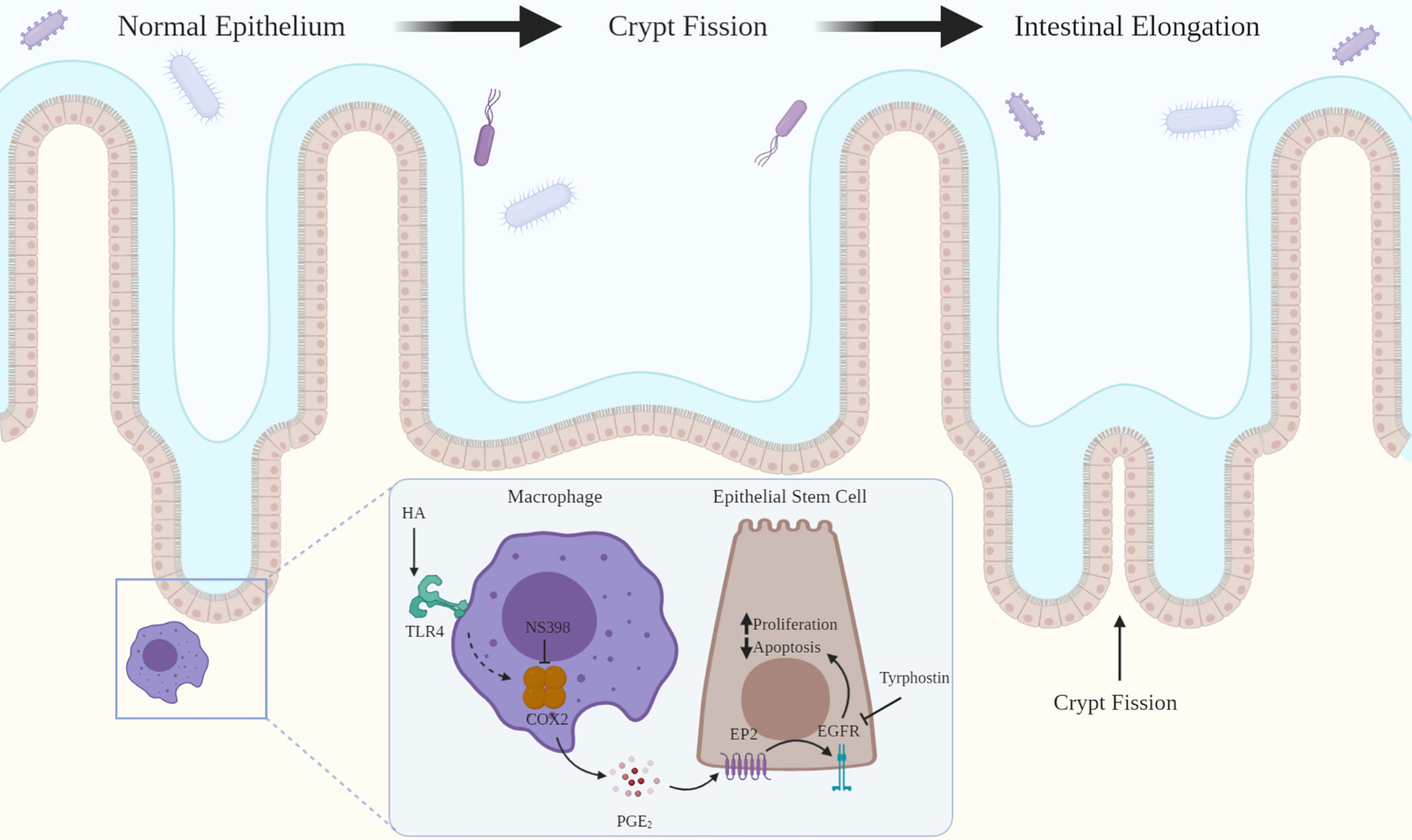 Estimulantes naturales de la motilidad intestinal