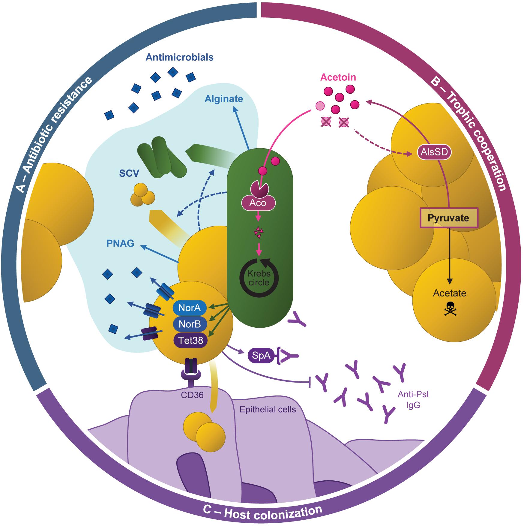 Staphylococcus aureus host interactions and adaptation