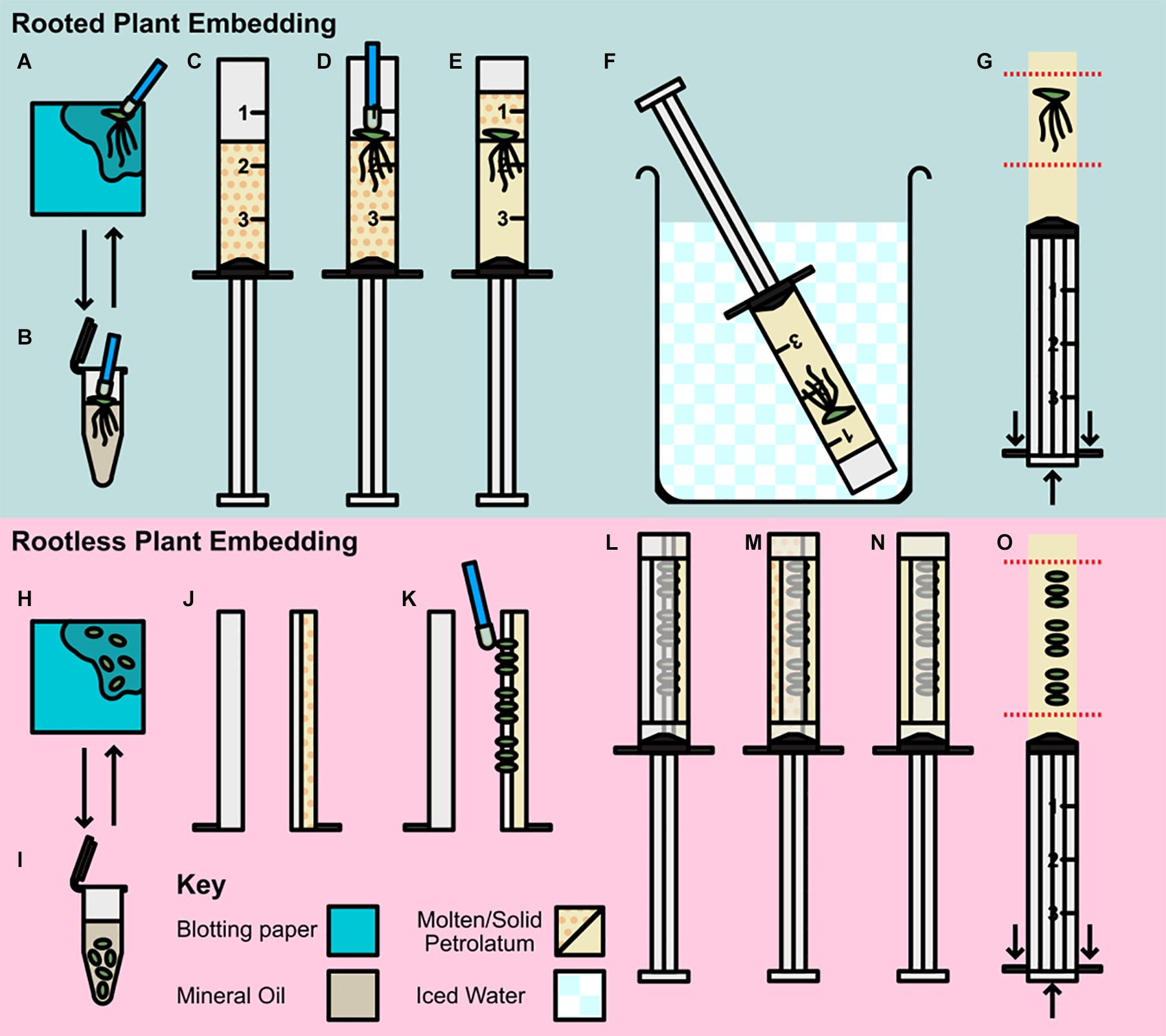 Imaging component. Non-invasive Phenotyping methods.