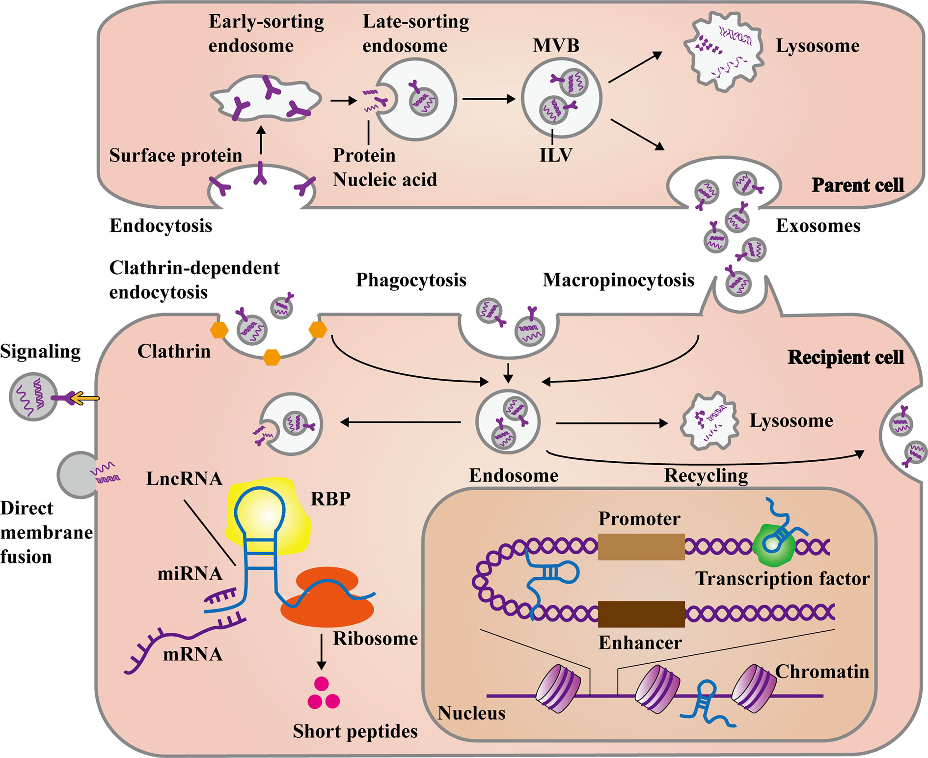 Frontiers  MicroRNAs, long non-coding RNAs, and circular RNAs and