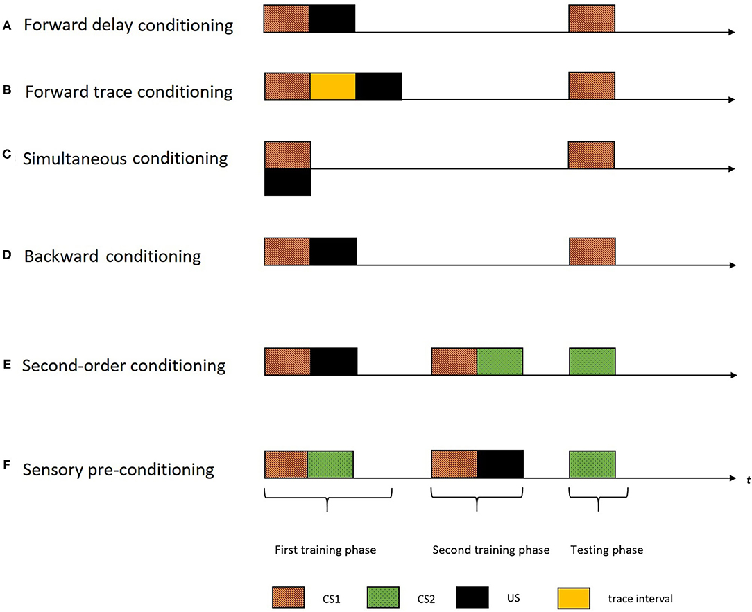 Frontiers  Time in Associative Learning: A Review on Temporal Maps