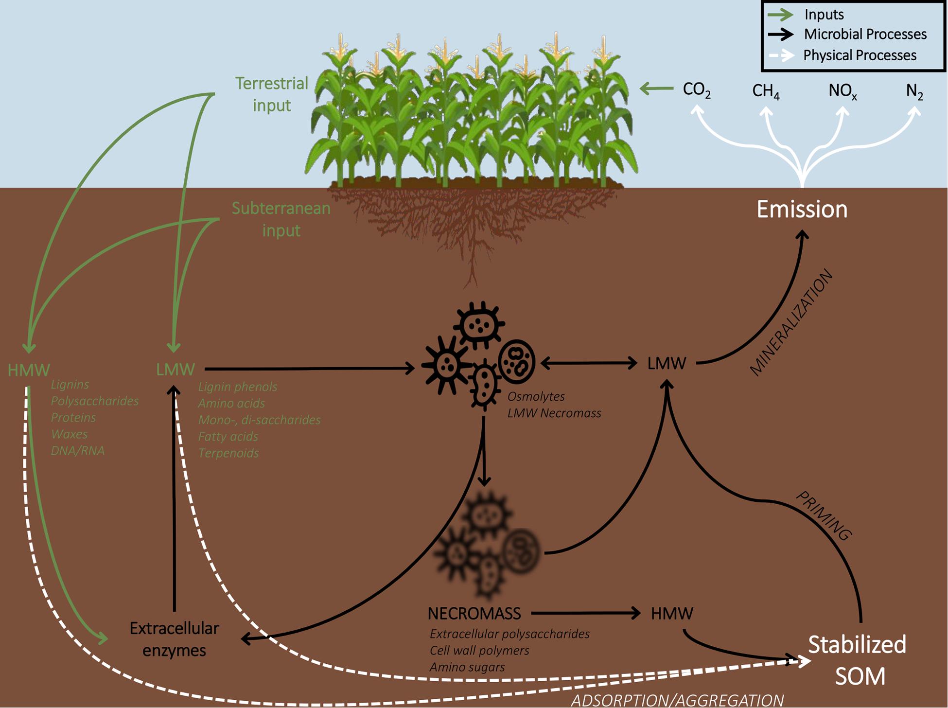 Carbon Storage in Agricultural and Forest Soils | Frontiers