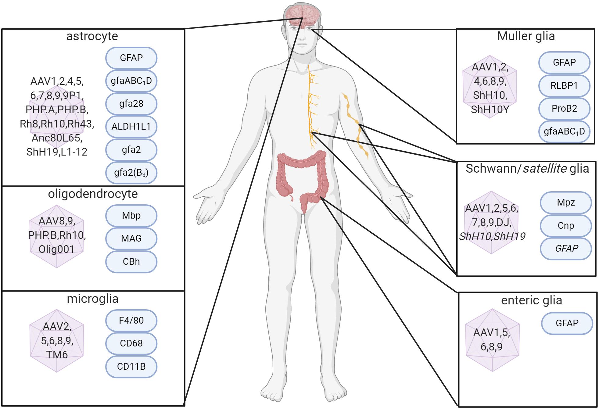 Cetosis nutricional y equilibrio hormonal