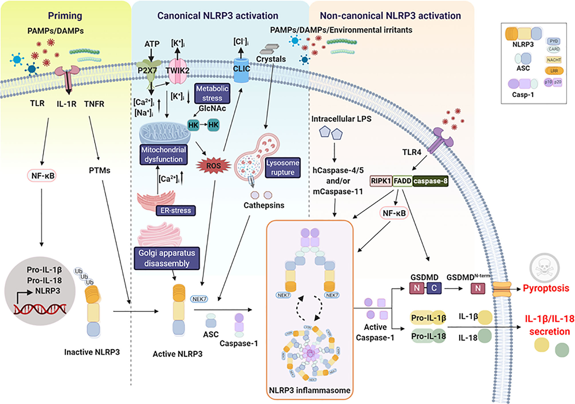 The ubiquitylation of IL-1β limits its cleavage by caspase-1 and targets it  for proteasomal degradation